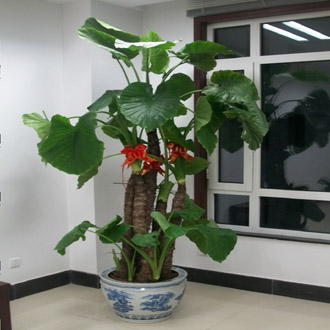 【成都植物租擺】滴水觀(guān)音
